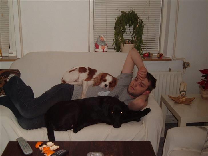 Cavalier king charles spaniel Dalstrups Batmann billede 7