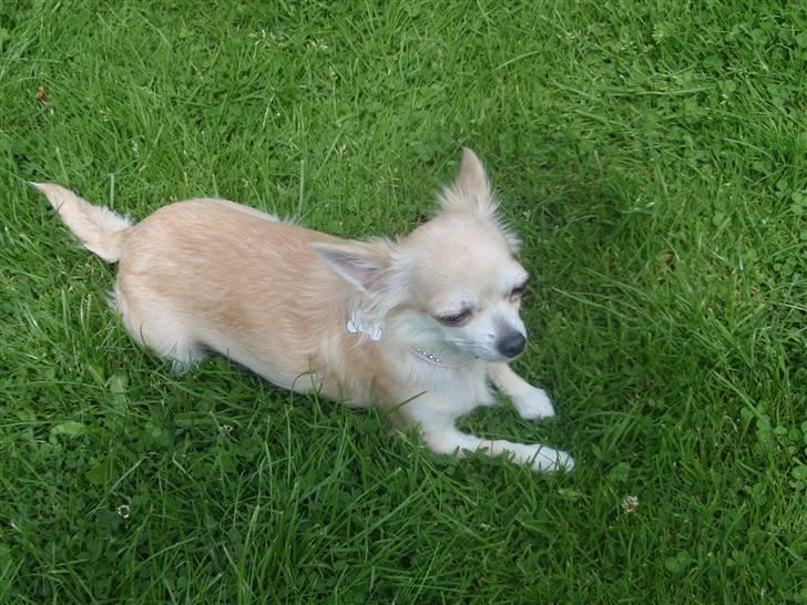 Chihuahua Shelly!<3 billede 20