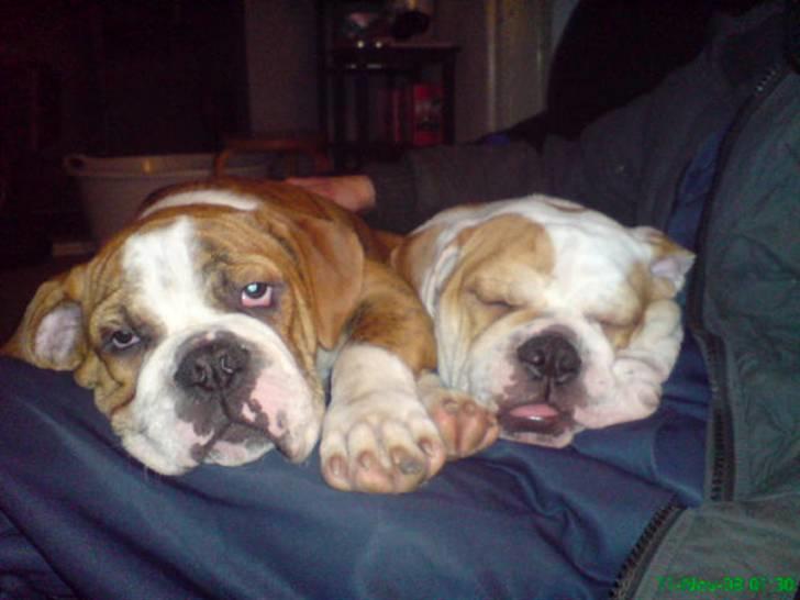 Blanding af racer Mango - Mango og hans bror Rokky de er 19 uger billede 15