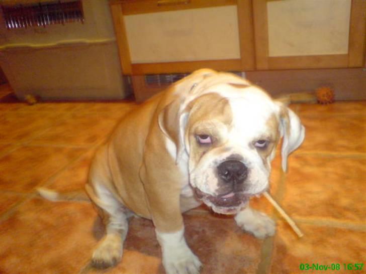 Blanding af racer Mango billede 16