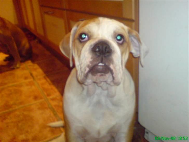 Blanding af racer Mango billede 17