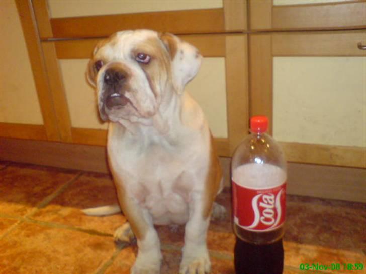 Blanding af racer Mango billede 18