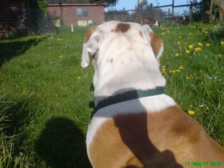 Blanding af racer Mango billede 19