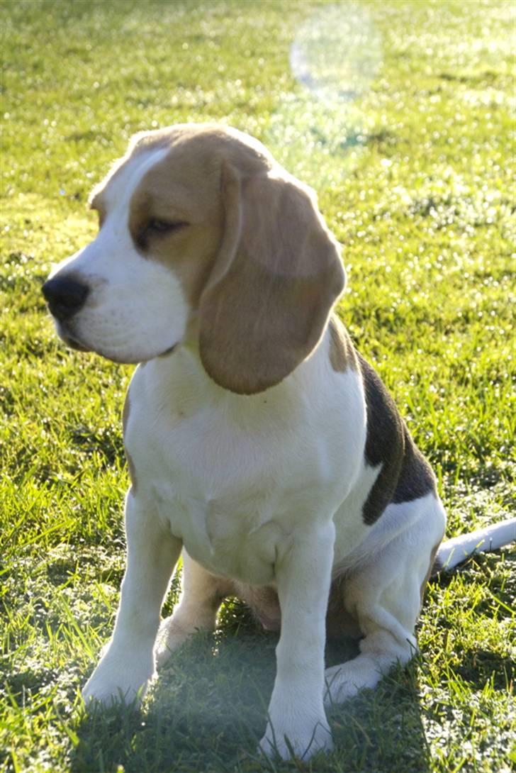 Beagle Svea billede 20