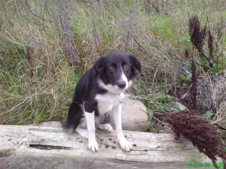 Border collie Blacki billede 12