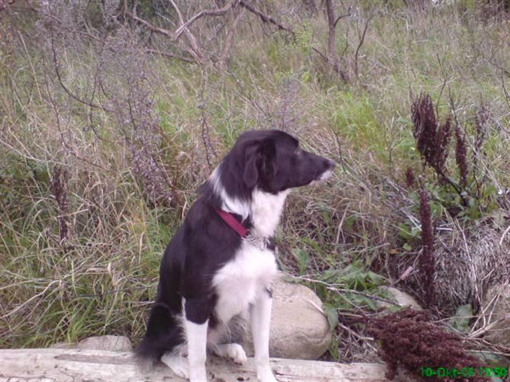 Border collie Blacki billede 13
