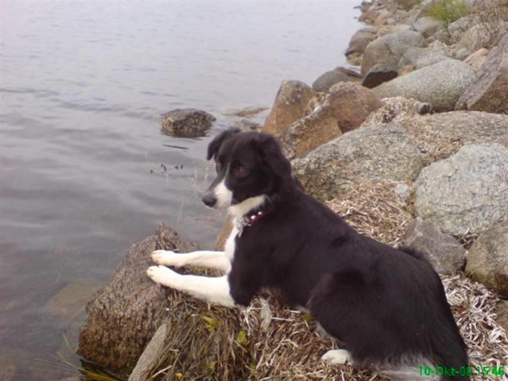 Border collie Blacki billede 14