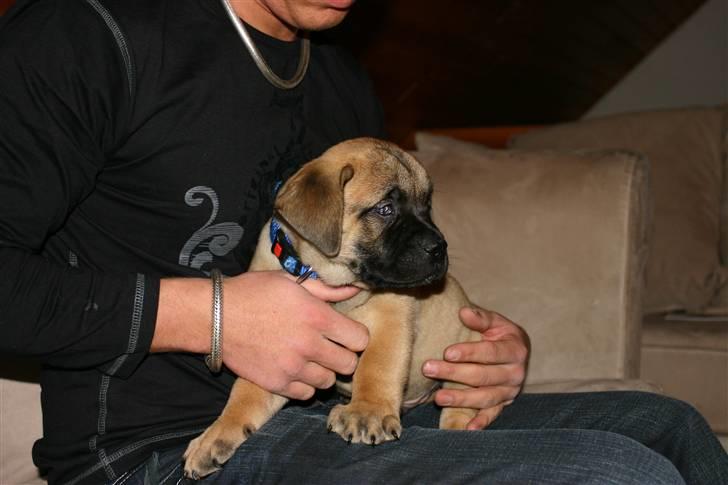 Boerboel RATHMANNS STEVIE *R.I.P* billede 3