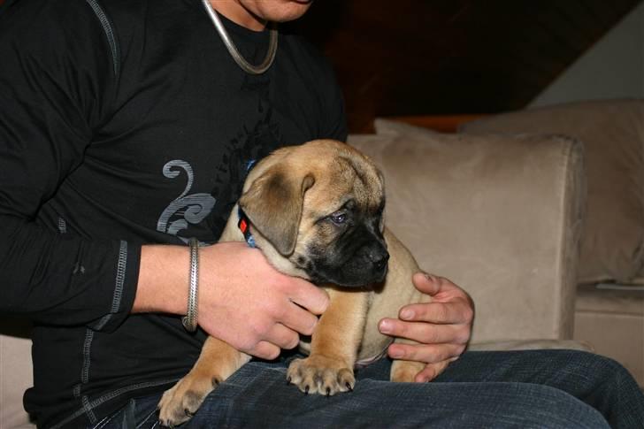 Boerboel RATHMANNS STEVIE *R.I.P* billede 4