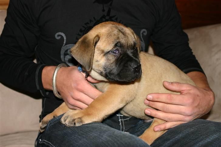 Boerboel RATHMANNS STEVIE *R.I.P* billede 5