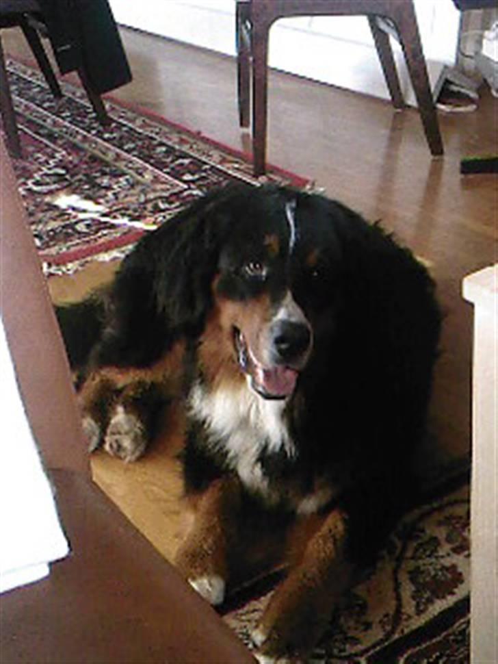Berner sennenhund Astor - Billedet taler for sig selv... billede 4
