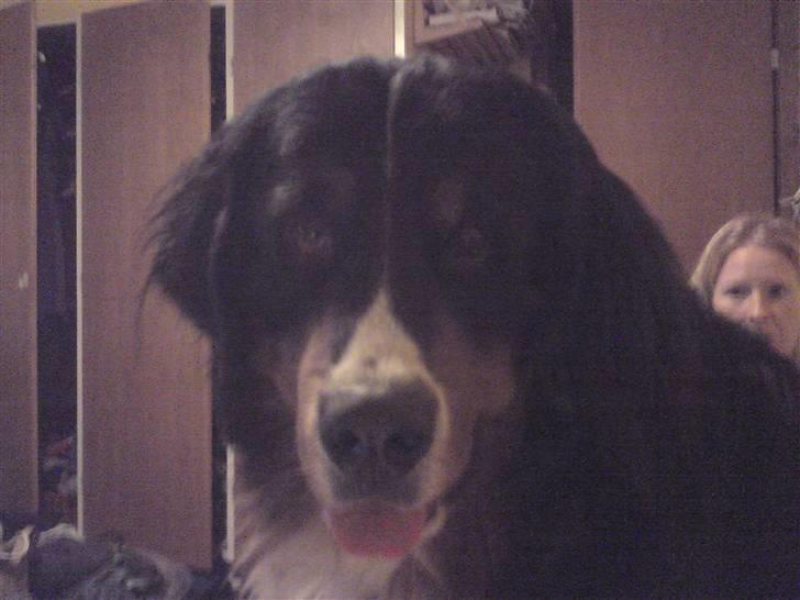 Berner sennenhund Astor - Kan man da aldrig få fred for det kamara?  billede 5