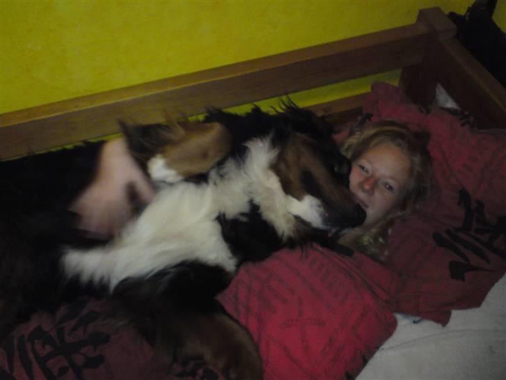 Berner sennenhund Astor - Der er ikke noger så dejligt som en lille lur med mor.   billede 6