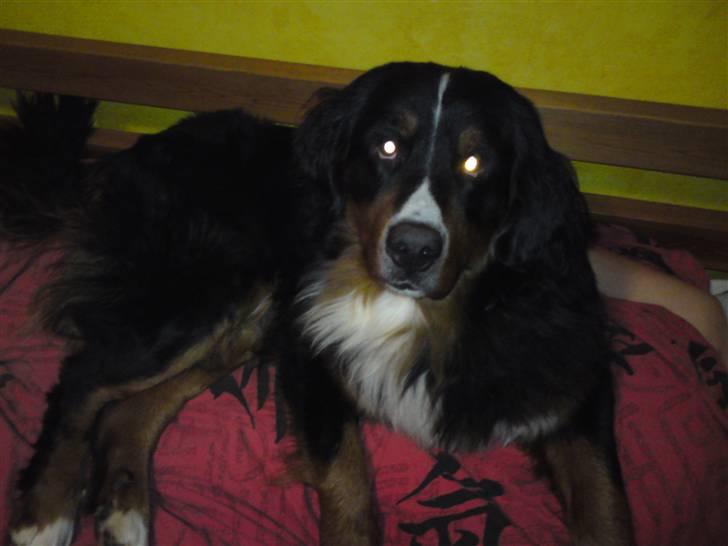 Berner sennenhund Astor - Denne seng er bedre end mig egen, tror jeg bliver her.  billede 7