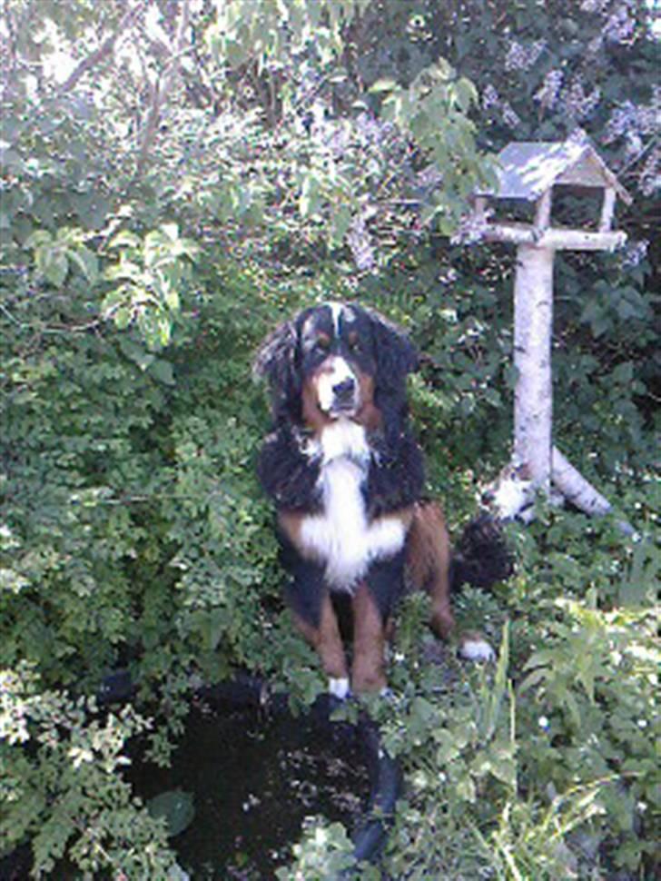 Berner sennenhund Astor - Her sidder Astor velfornøjet efter at have spist en åkande.  billede 8