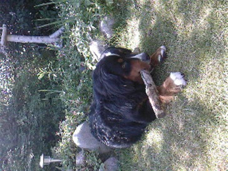 Berner sennenhund Astor billede 9