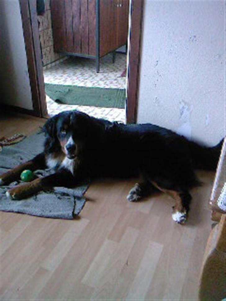 Berner sennenhund Astor - en bold der kan pive er bare lige sagen for mig, men de holder sjældent længe.... billede 10