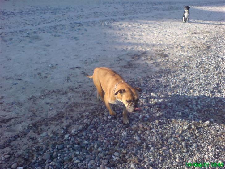 Blanding af racer papaya billede 13