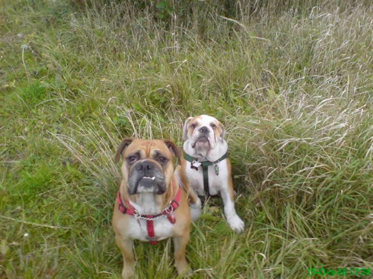 Blanding af racer papaya - Papaja og mango på gå tur  billede 14