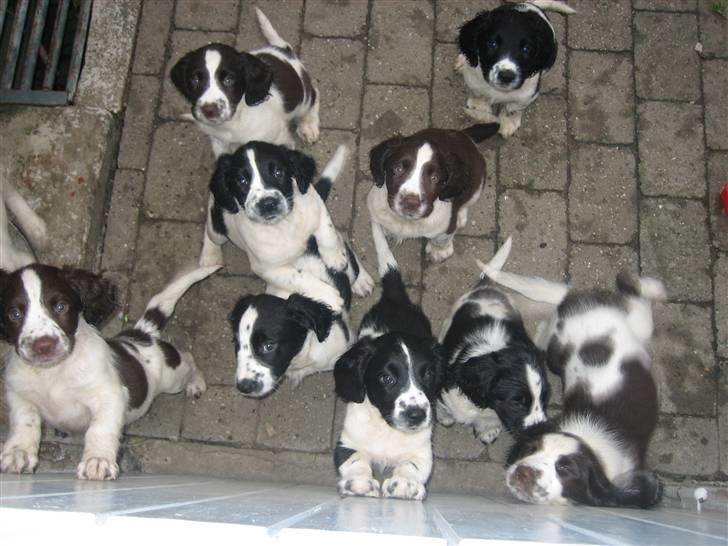 Engelsk springer spaniel Herkules billede 1