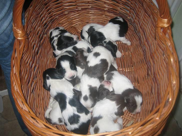 Engelsk springer spaniel Herkules billede 2