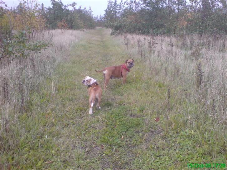 Blanding af racer papaya billede 15