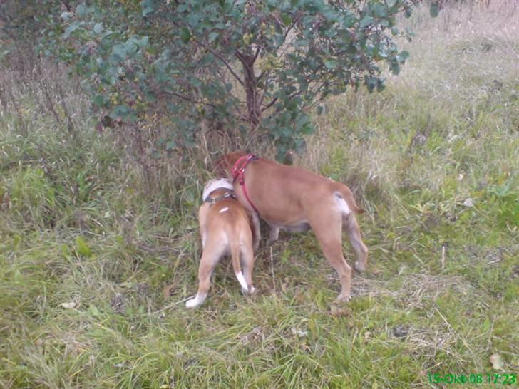 Blanding af racer papaya billede 16