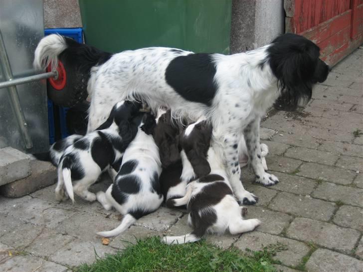 Engelsk springer spaniel Herkules billede 3