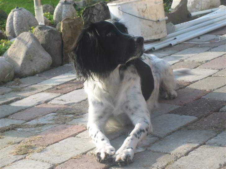 Engelsk springer spaniel Herkules billede 4