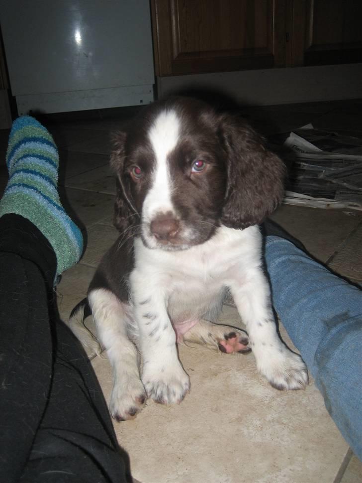 Engelsk springer spaniel Herkules billede 5
