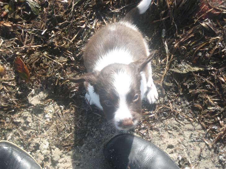 Engelsk springer spaniel Herkules billede 6