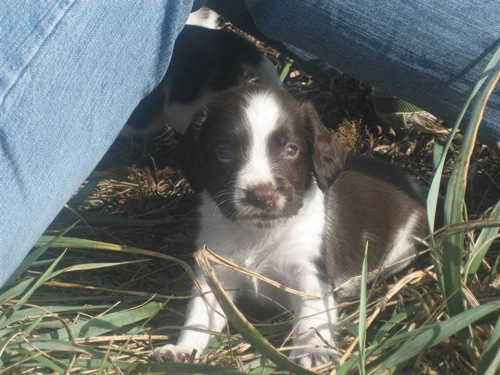 Engelsk springer spaniel Herkules billede 7
