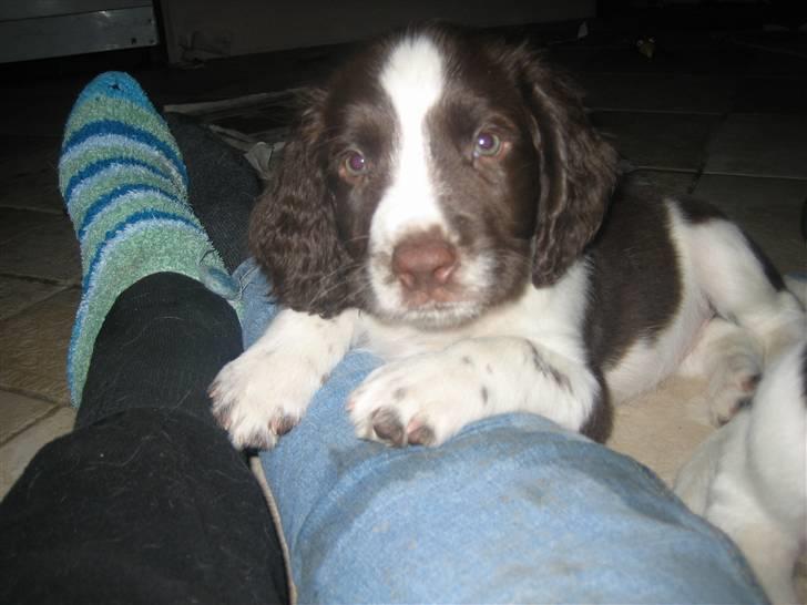 Engelsk springer spaniel Herkules billede 8