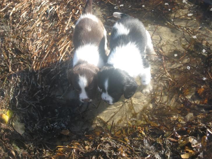 Engelsk springer spaniel Herkules billede 9