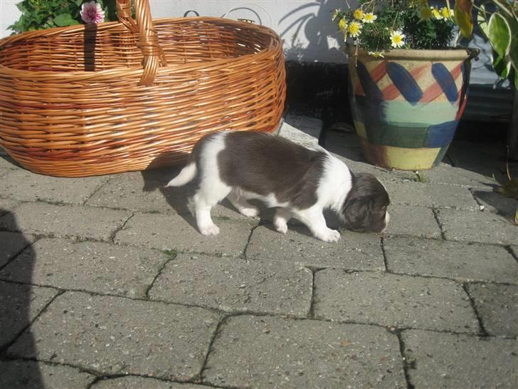 Engelsk springer spaniel Herkules billede 10