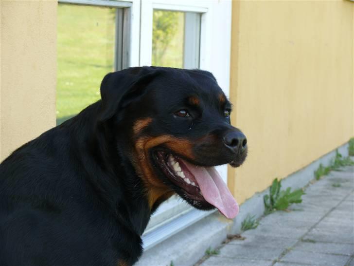 Rottweiler Bella *MIT ET & ALT* *R.I.P*  - Så slapper jeg lige af, inden jeg skal løbe videre  billede 6