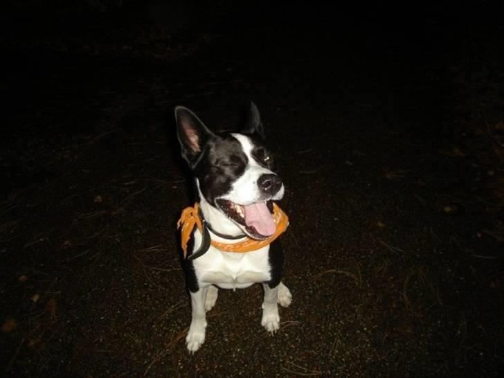 Blanding af racer ast/Karelsk Budda - "Blink, Blink" billede 1