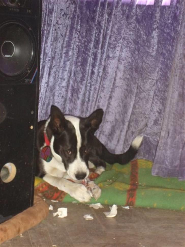 Blanding af racer ast/Karelsk Budda billede 2