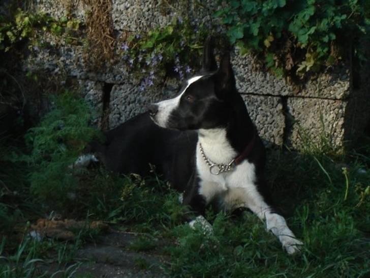 Blanding af racer ast/Karelsk Budda billede 3