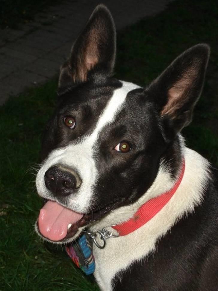 Blanding af racer ast/Karelsk Budda billede 4