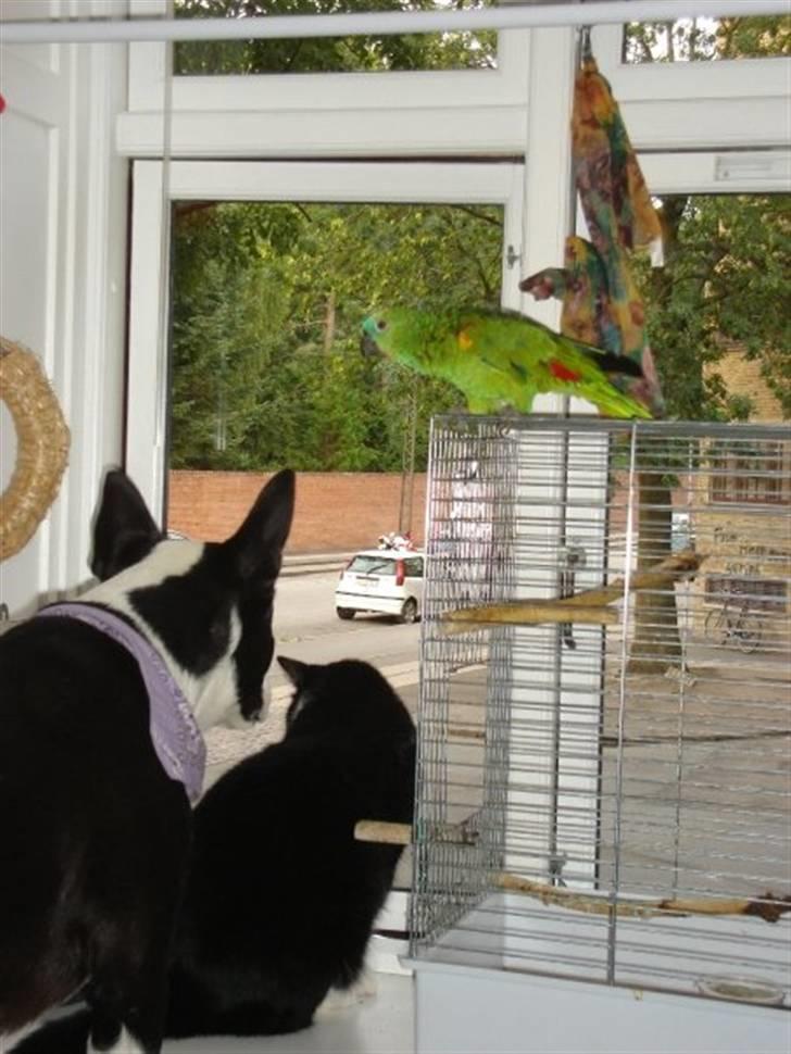 Blanding af racer ast/Karelsk Budda - hehe det kunne verdens ledere lære lidt af. hvis en hund en kat og en fugl kan kigge ud af det samme vindue må menesker da også kunne leve sammen på den samme jord..! billede 5