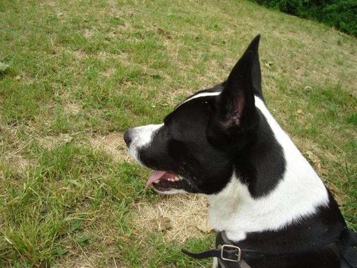 Blanding af racer ast/Karelsk Budda billede 6