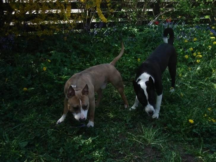 Blanding af racer ast/Karelsk Budda - her er jeg sammen med nim ven Chico billede 7