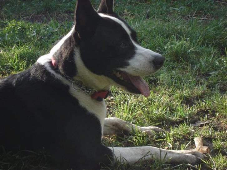 Blanding af racer ast/Karelsk Budda billede 8