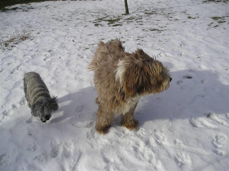 Bearded collie Bounty R.I.P - Bounty sammen med sin elskede Tine, som blev 16 år.  billede 16