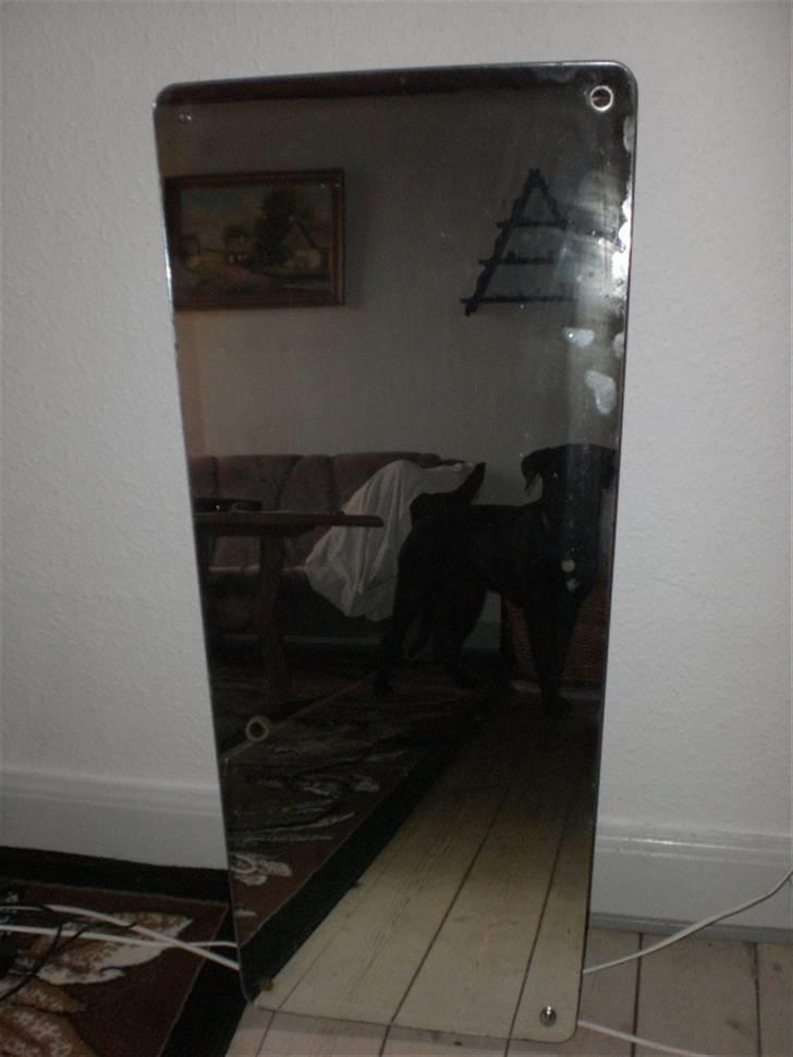 Blanding af racer Bella  R.I.P - Verdens grimmeste hund 1 - Ifølge Bella selv :-D billede 15