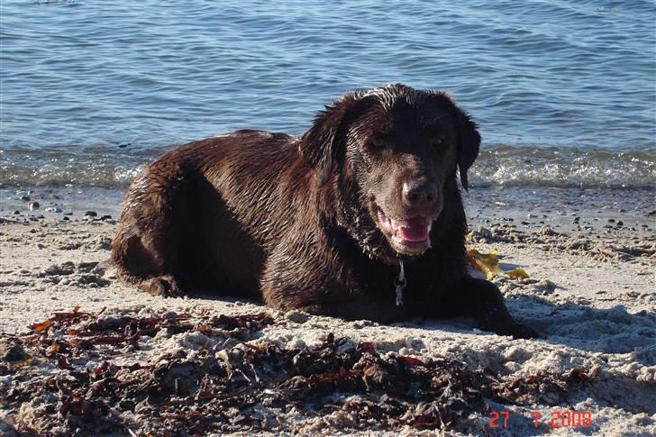 Labrador retriever Luka tidl. hund - Strandsild billede 15