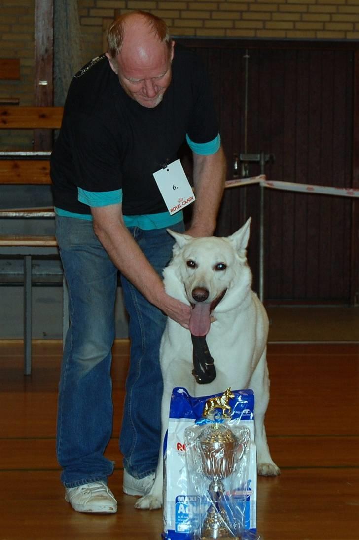 Hvid schæfer Rolf von American Canadia - i oktober 2008 blev jeg BIS 3 blandt alle racerne billede 16