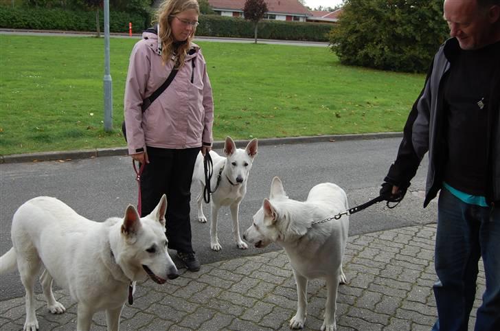 Hvid schæfer Rolf von American Canadia - Her er jeg sammen med min mor Kia og min søster Snehvide, som begge nu bor sammen i Jylland billede 17