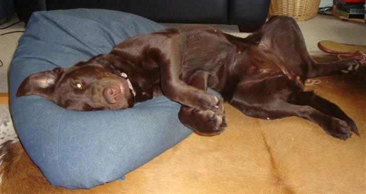 Labrador retriever Luka tidl. hund - hygge billede 16